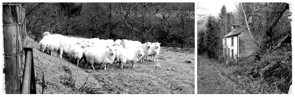 Sheep - Cwmrheidol - January 2013